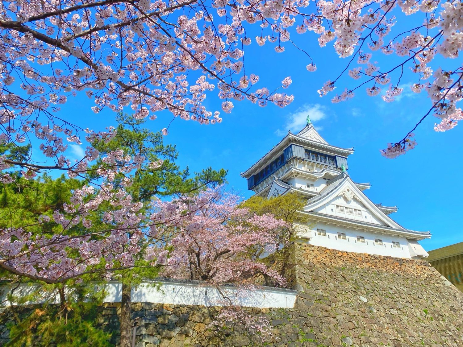 桜の名所 小倉城