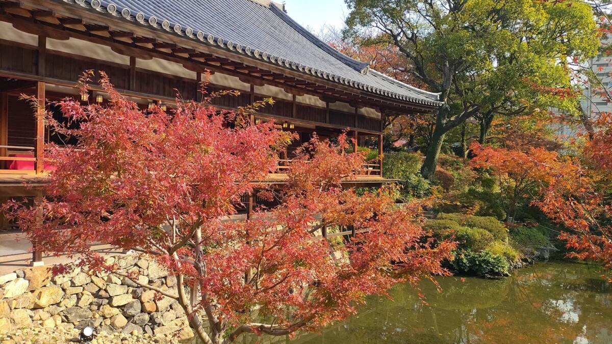 紅葉に彩られた書院棟と庭園の池